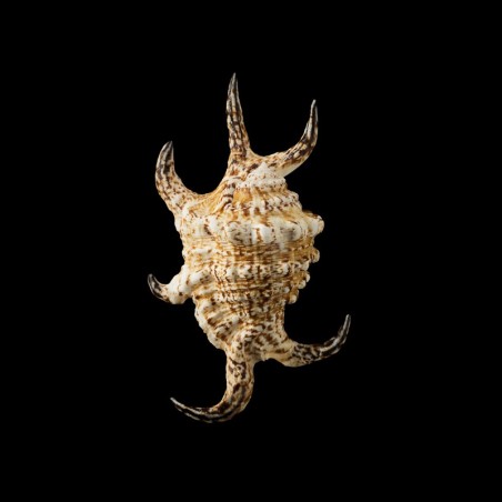 chiragra arthritica 4