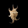 chiragra arthritica 4