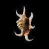 chiragra arthritica 4