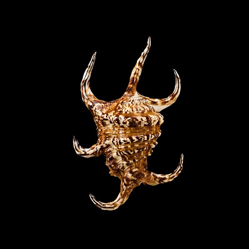 chiragra 6