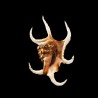 chiragra 6