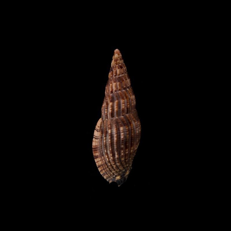 solangeae atra 1
