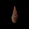 solangeae atra 1