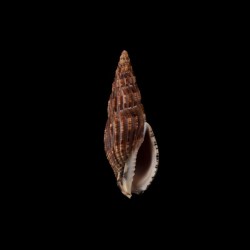 solangeae atra 1