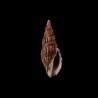 solangeae atra 1
