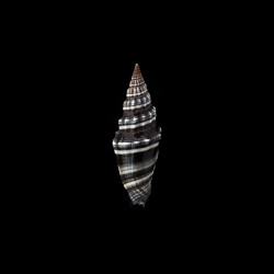 intermedium 1