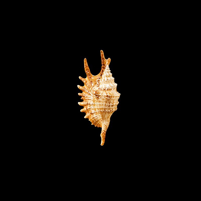 Digitata 1