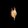 Digitata 1
