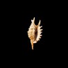 Digitata 1