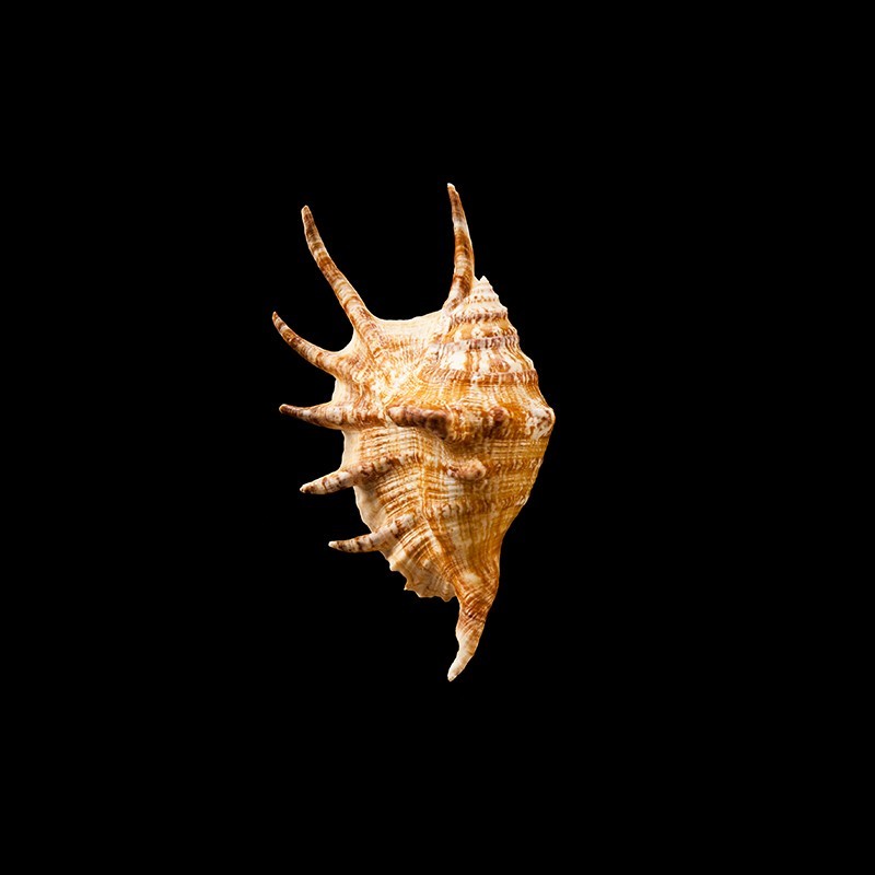 lambis sowerbyi 1
