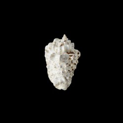 lentiginosus 1