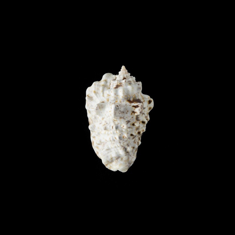 lentiginosus 1