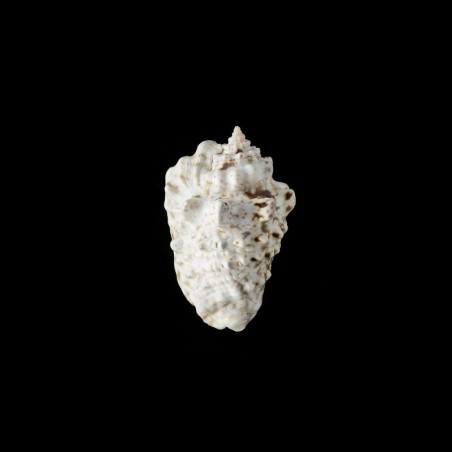 lentiginosus 1