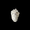 lentiginosus 1