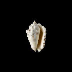 lentiginosus 1