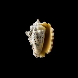 lentiginosus 2