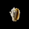 lentiginosus 2