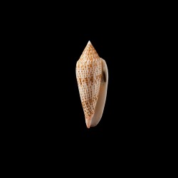 ranonganus 4