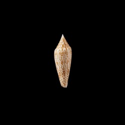 ranonganus 5