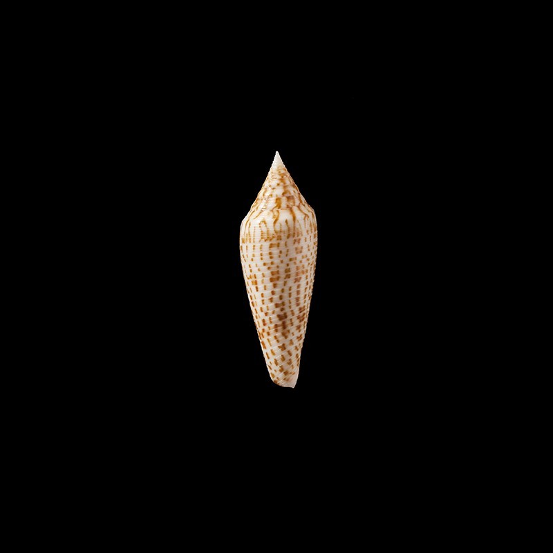 ranonganus 5