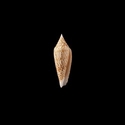ranonganus 5