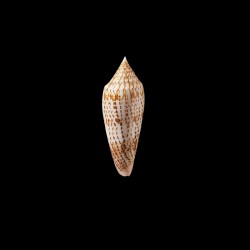 ranonganus 8