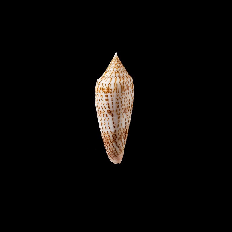 ranonganus 8