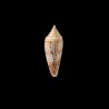 ranonganus 8