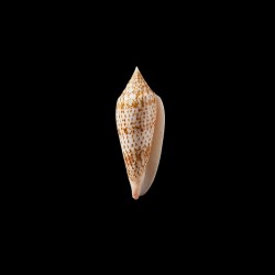 ranonganus 8