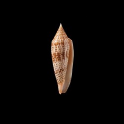 ranonganus 9