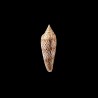 ranonganus 10