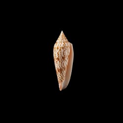 ranonganus 10