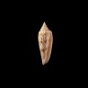 ranonganus 10
