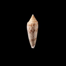 ranonganus 11