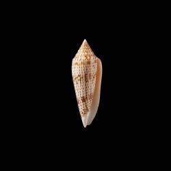ranonganus 11