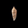 ranonganus 11