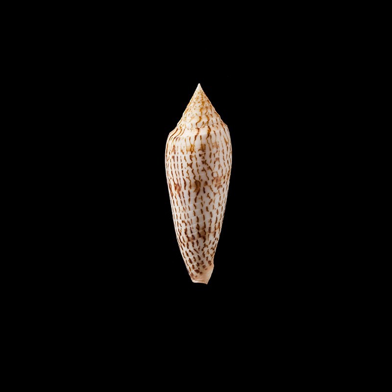 ranonganus 12