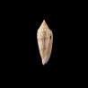 ranonganus 12
