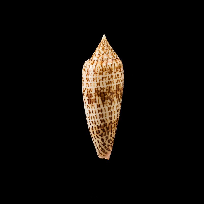 ranonganus 13