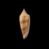 ranonganus 13