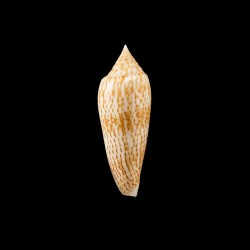 ranonganus golden 1