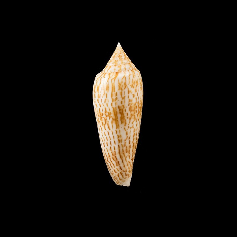 ranonganus golden 1