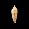 ranonganus golden 1