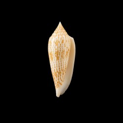 ranonganus golden 1