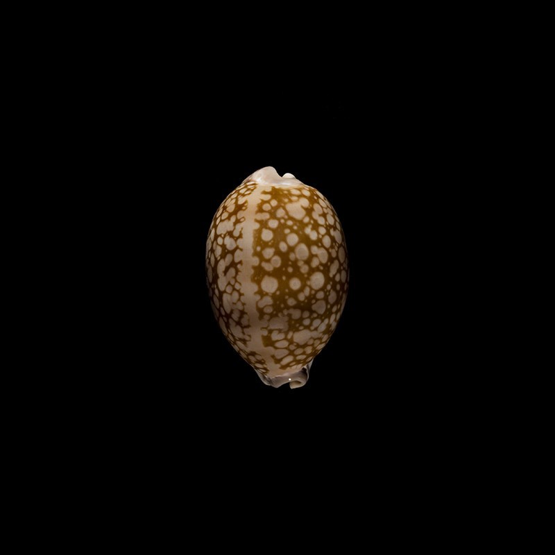 Nivosa 3
