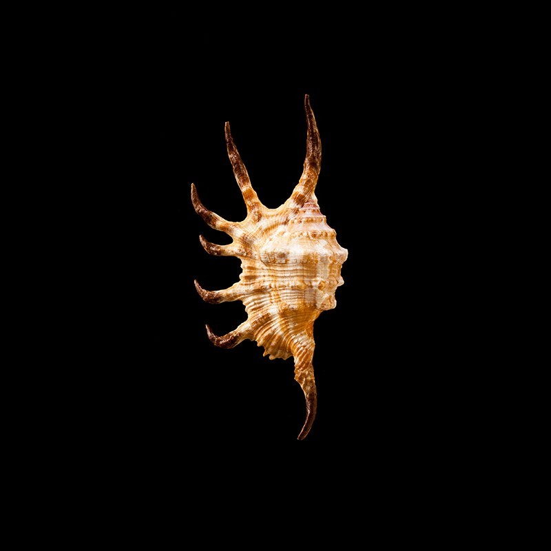 robusta 2