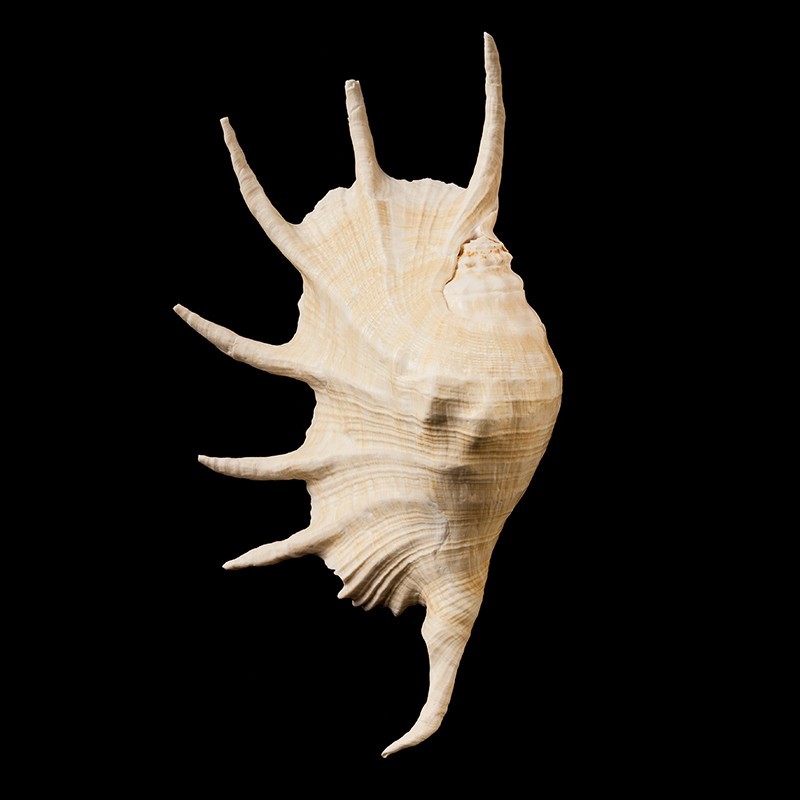 truncata 1