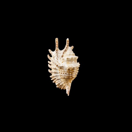 violacea 1