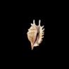 violacea 1