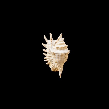 violacea 2